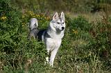 SIBERIAN HUSKY 862